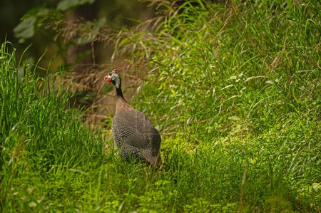 Helmeted guineafowl among the green grasses.