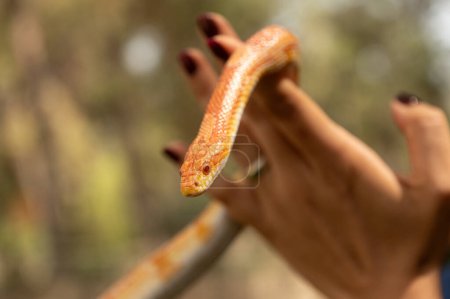 Photo for Red corn snake in the woman's hand. Pantherophis guttatus. - Royalty Free Image
