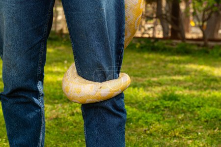 Die burmesische Albino-Pythonschlange hat sich um ihren Fuß gewickelt. Python molurus bivittatus.
