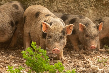 Téléchargez les photos : Une famille de cochons pygmées au zoo. Petits cochons. - en image libre de droit