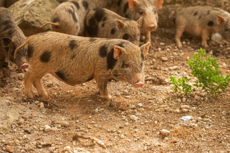 Téléchargez les photos : Une famille de cochons pygmées au zoo. Petits cochons. - en image libre de droit