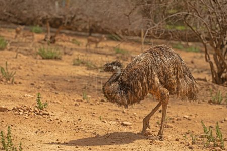 Emu at the zoo. Dromaius novaehollandiae