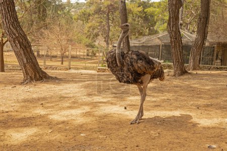 Afrikanischer Strauß (Struthio camelus) mit Kopf und Hals im Safaripark