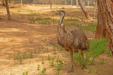 Emu at the zoo. Dromaius novaehollandiae