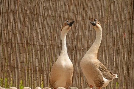 A pair of Chinese goose by the water's edge. Anser Cygnoides
