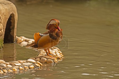 Mandarin duck resting on the stones by the water.