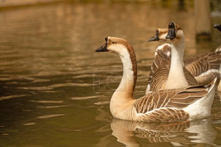 Chinese geese swimming in the water. Anser Cygnoides