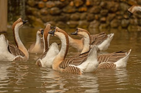 Chinese geese swimming in the water. Anser Cygnoides