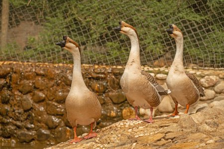 Chinese geese resting by the water. Anser Cygnoides