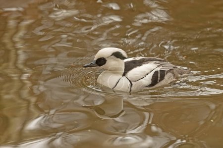 A smew duck swimming in a pond. Mergellus albellus
