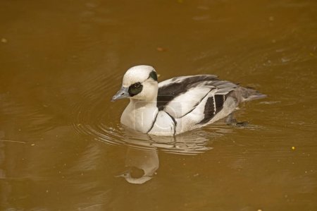 Un pato baboso nadando en un estanque. Mergellus albellus