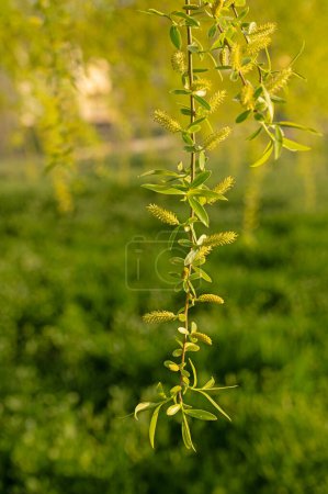 Téléchargez les photos : Gros plan d'une branche de saule. Salix babylonica. - en image libre de droit
