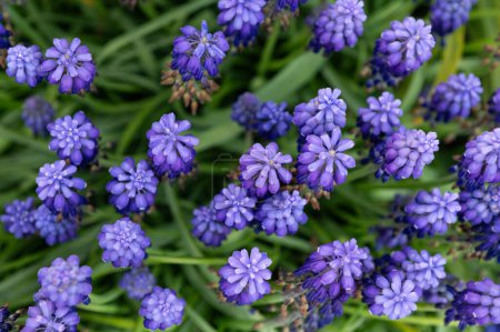 Purple flowers in early spring in the garden. Muscari blooms.