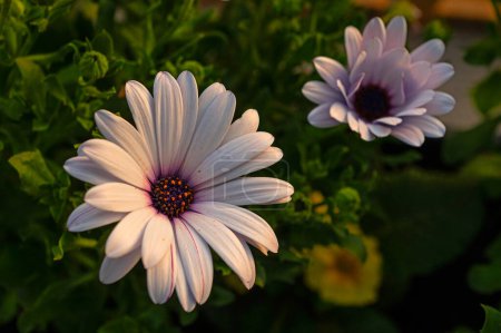 A small clump of African daisy Osteospermum plants from the Asteraceae species adds color to the winter landscape with white pink and purple flowers.