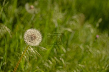 Flor de diente de león blanco con semillas en el fondo borroso verde de la hierba.