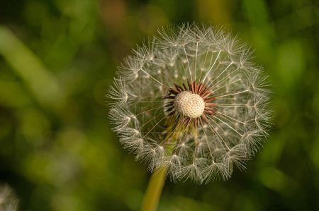 Téléchargez les photos : Pissenlit blanc fleur avec des graines sur le fond vert flou de l'herbe. - en image libre de droit