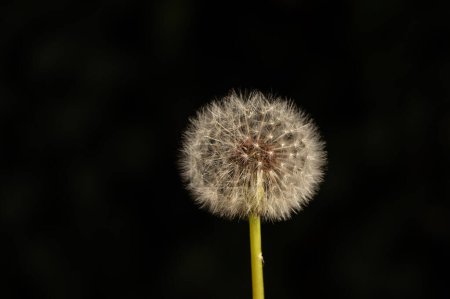 White dandelion flower with seeds on black background.
