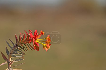 Euphorbia plant that has turned red in colour. Euphorbia rigida.