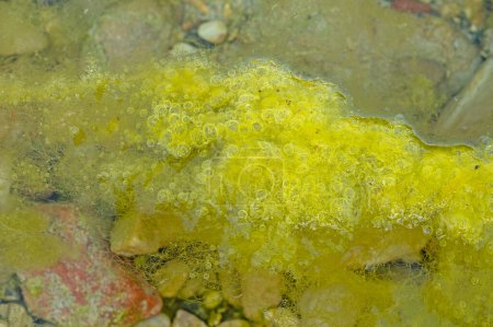 Détail des algues jaunes dans la rivière.
