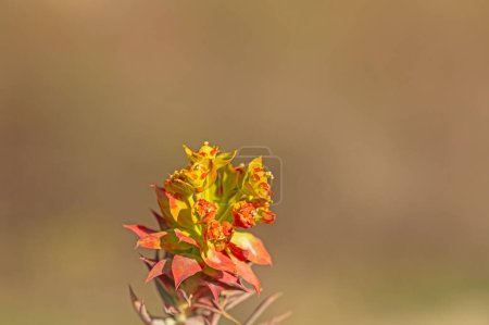 Euphorbia plant that has turned red in colour. Euphorbia rigida.