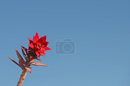 Euphorbia plant that has turned red in colour. Euphorbia rigida, blue sky background.