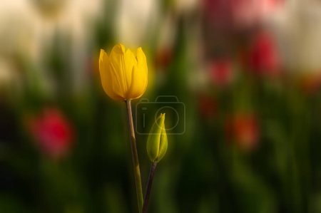 Gelbe Tulpen in einem Park im Frühling. Unklarer Hintergrund.