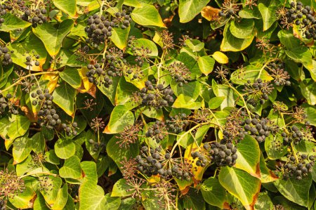 Beaux fruits de lierre commun Hedera Helix Linne. Hedera helix (lierre commun, lierre anglais, lierre européen) avec des baies de fruits. Hedera helix fruit Baies noires et violettes parmi les feuilles de lierre.