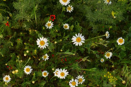 Pretty white daisies with yellow centers.
