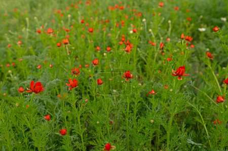 Many red coloured flowers in a field. Adonis flammea.