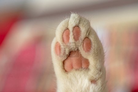Close-up of a cat's foot.