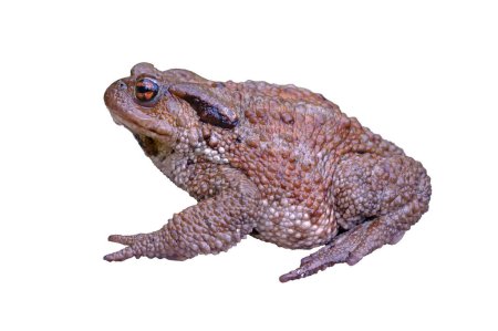 Close-up of common frog in natural ecosystem, isolated on white background (Bufo bufo).