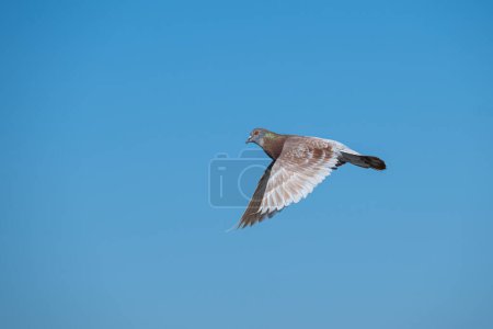 Dove flying in the sky, blue sky background.