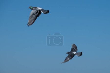 Tauben fliegen über das Meer, blauer Himmel Hintergrund.