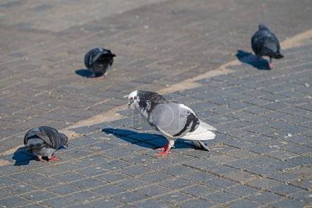 Pigeons feeding on concrete floor.