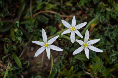 White flowers which grows on dry ground. Scientific name: Ornithogalum Umbellatum