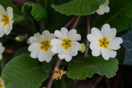 White Primula with delicate petals , yellow stamens and green leaves in the nature, spring white primula macro, blooming flowers , floral photo, beauty in nature, macro photography, stock photo.