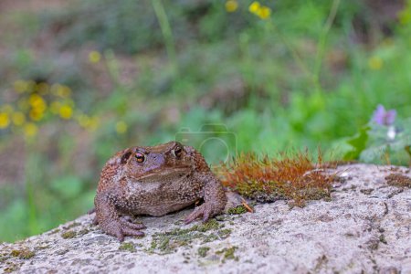 Common toad (Bufo bufo) in the natural ecosystem.