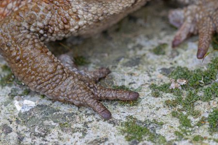Close-up of common frog feet in natural ecosystem (Bufo bufo).