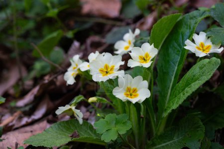 White Primula with delicate petals , yellow stamens and green leaves in the nature, spring white primula macro, blooming flowers , floral photo, beauty in nature, macro photography, stock photo.