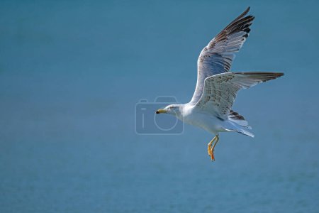 Seagull flying over the lake. Yellow-legged Gull, Larus michahellis.