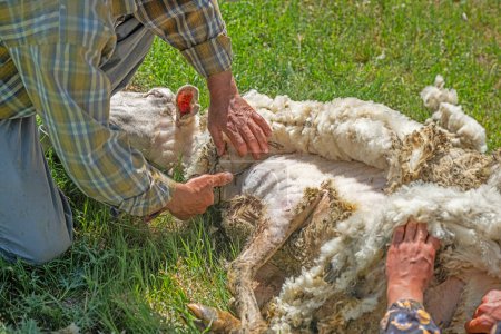 Un hombre esquilando lana de oveja