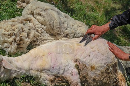 Un hombre esquilando lana de oveja