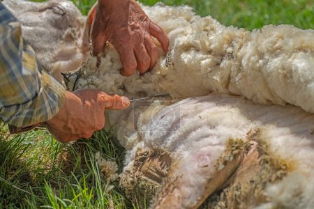 Foto de Un hombre esquilando lana de oveja - Imagen libre de derechos