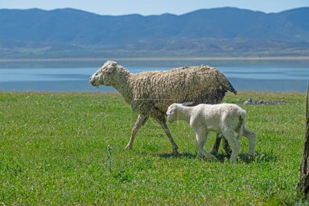 Sheep and lamb grazing by the lake. Lake Burdur, Turkey.