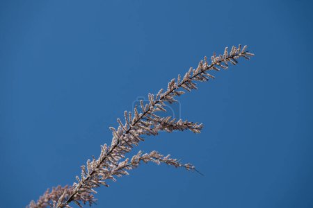 Blue sky background and branch of tamarisk plant of Tamaricaceae family.