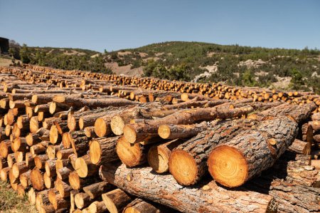 Pine logs cut and stacked in the forest.