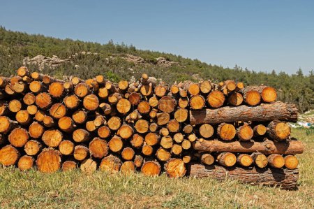 Pine logs cut and stacked in the forest.
