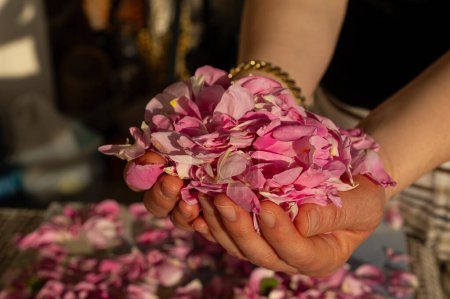 Pink roses in the palm of a woman's hand, collected for extracting water and oil. Isparta, Turkey.