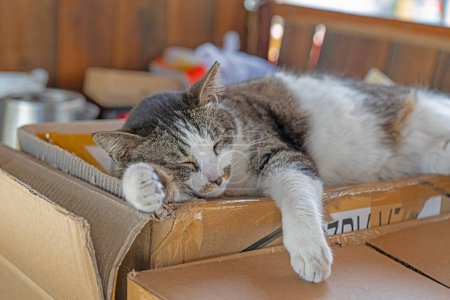 Photo for Cat sleeping in a cardboard box. - Royalty Free Image