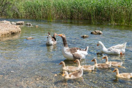 Los gansos nadan en el agua con sus crías.